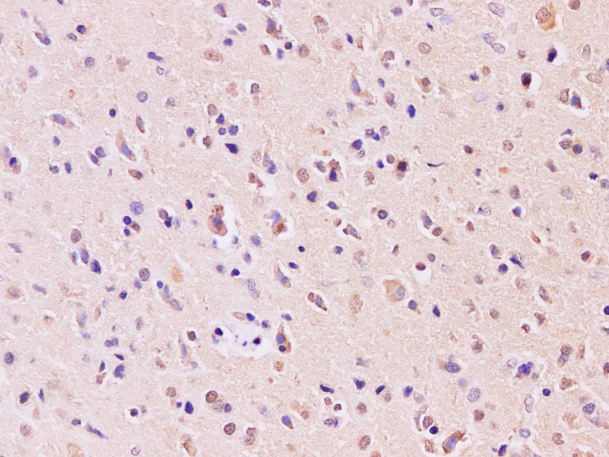 RAB5A Polyclonal Antibody Host Rabbit