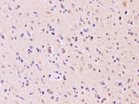 RAB5A Polyclonal Antibody Host Rabbit