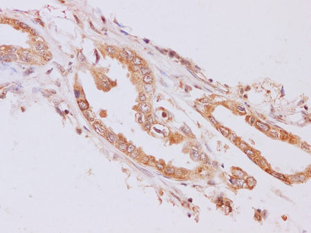 RAB5A Polyclonal Antibody Host Rabbit
