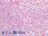 SNP23 Polyclonal Antibody