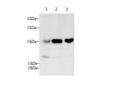 SNP23 Polyclonal Antibody