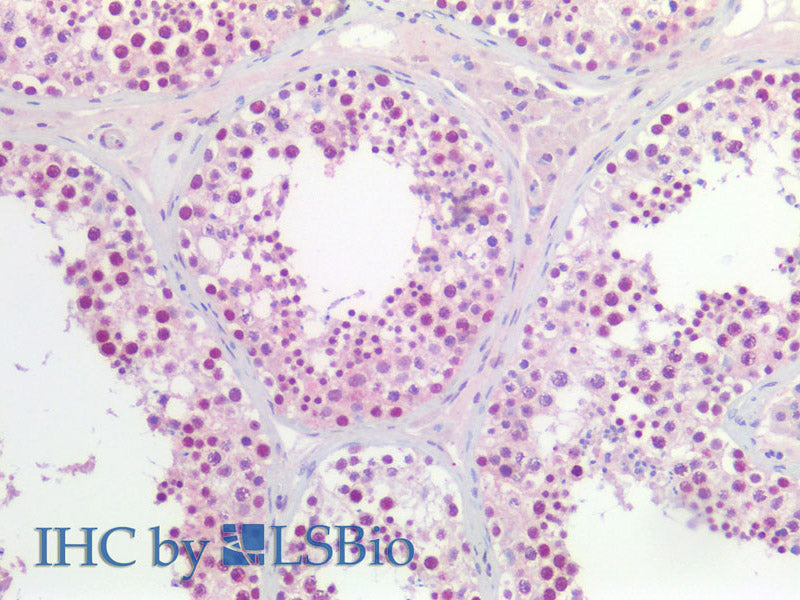 CCNL2 Polyclonal Antibody