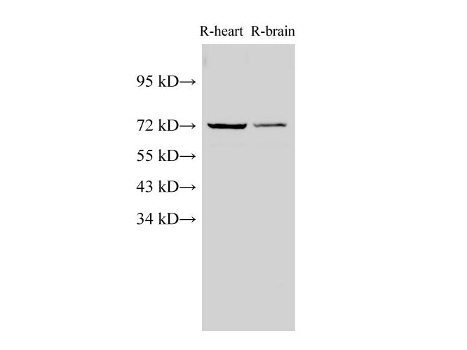 Lamin B1 Polyclonal Antibody Host Rabbit
