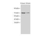 Lamin B1 Polyclonal Antibody Host Rabbit