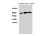 Lamin B1 Polyclonal Antibody Host Rabbit