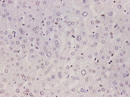 Lamin B1 Polyclonal Antibody Host Rabbit