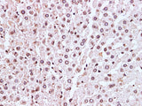 Lamin B1 Polyclonal Antibody Host Rabbit