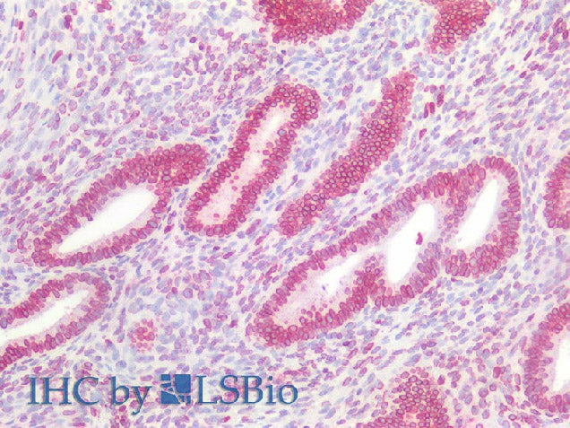 Lamin B1 Polyclonal Antibody Host Rabbit
