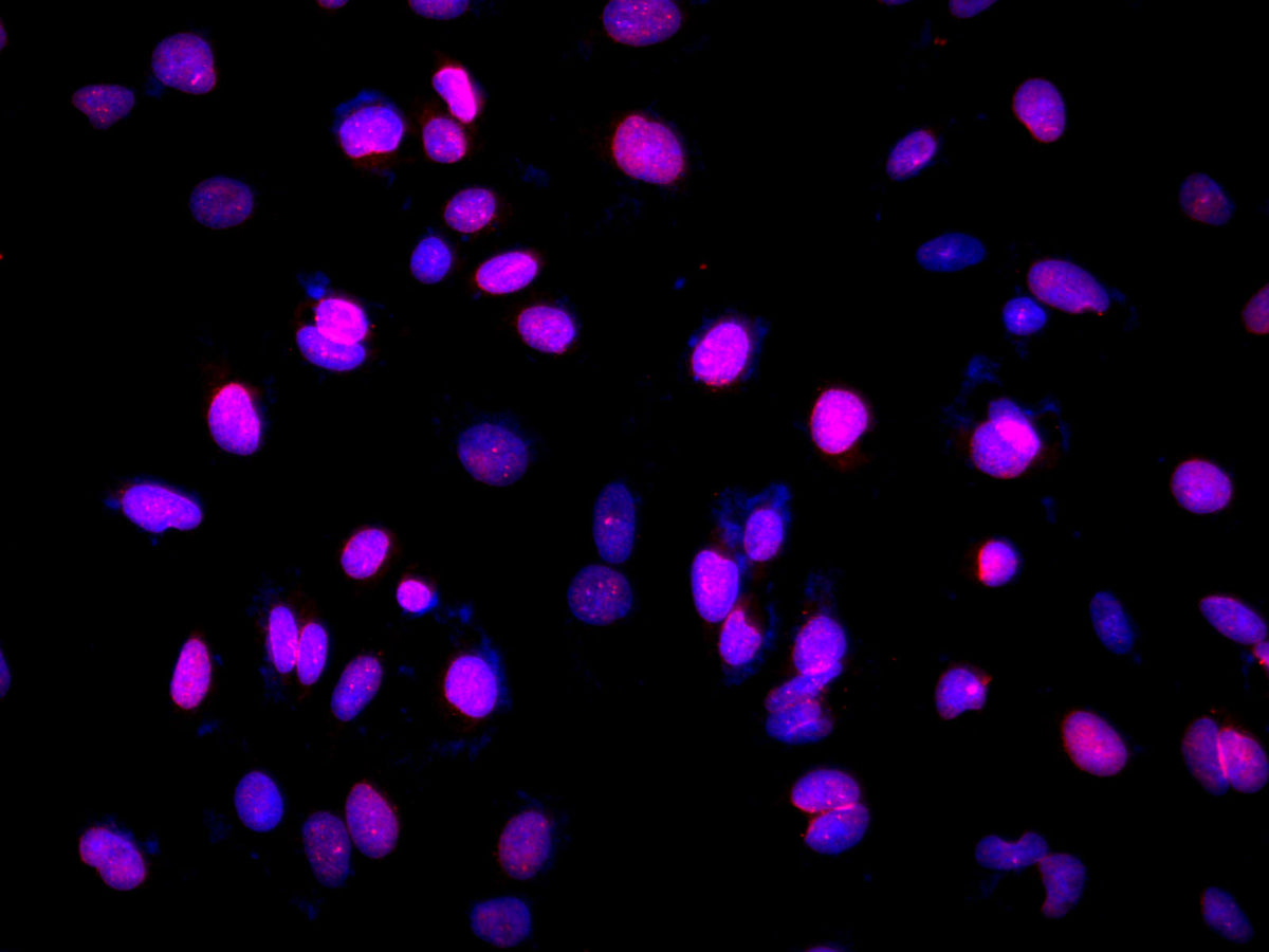 Lamin B1 Polyclonal Antibody Host Rabbit