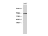 Lamin B1 Polyclonal Antibody Host Rabbit