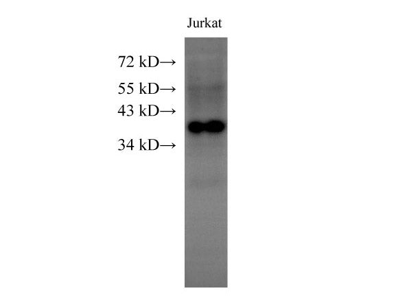 HMG20B Polyclonal Antibody Host Rabbit