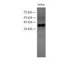 HMG20B Polyclonal Antibody Host Rabbit