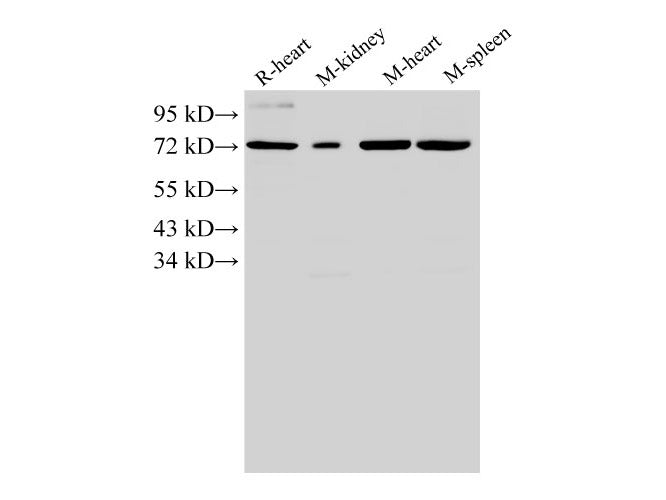 ANXA6 Polyclonal Antibody