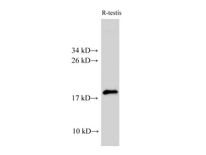 AK6 Polyclonal Antibody Host Rabbit