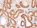 SPTAN1 Polyclonal Antibody Host Rabbit