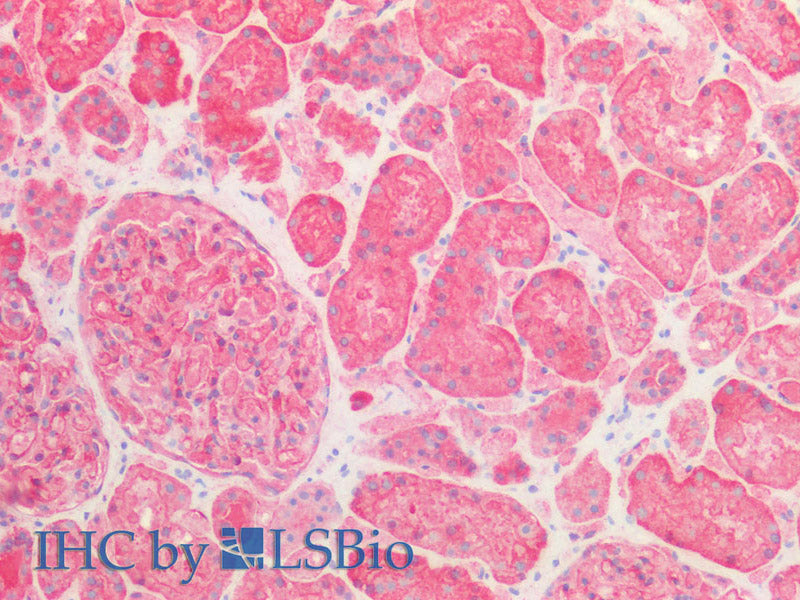 SPTAN1 Polyclonal Antibody Host Rabbit