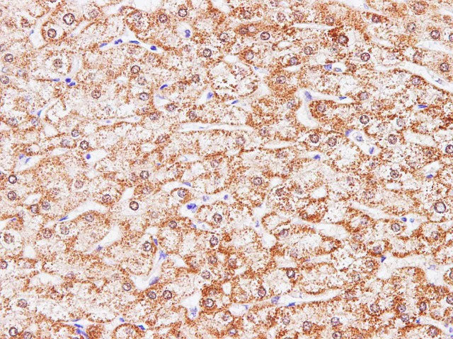 CCL2 Polyclonal Antibody Host Rabbit