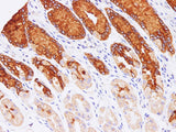 MUC5AC Polyclonal Antibody Host Rabbit