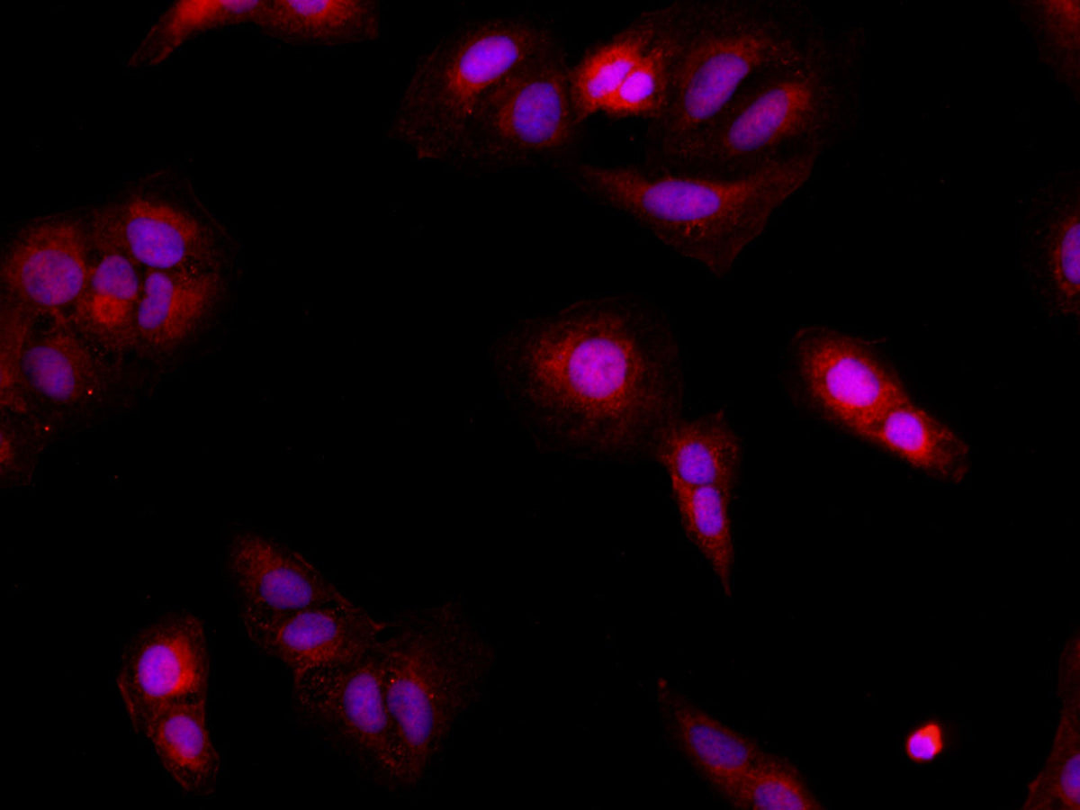 BRCA2 Polyclonal Antibody Host Rabbit