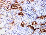 KLK10 Polyclonal Antibody Host Rabbit