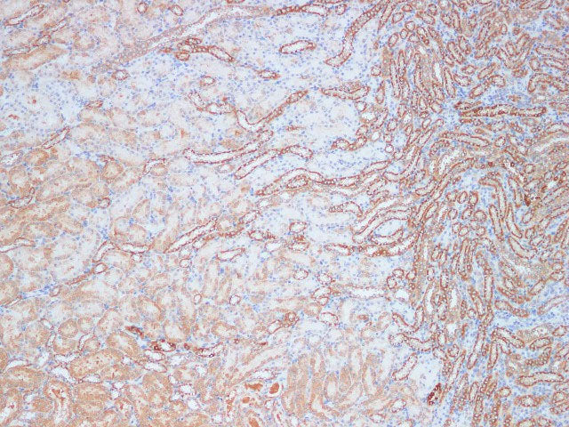 KLK10 Polyclonal Antibody Host Rabbit