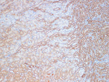 KLK10 Polyclonal Antibody Host Rabbit