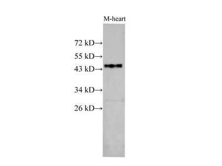 BSG Polyclonal Antibody Host Rabbit