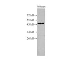 BSG Polyclonal Antibody Host Rabbit