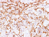 BSG Polyclonal Antibody Host Rabbit