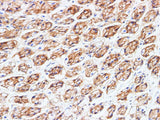 BSG Polyclonal Antibody Host Rabbit