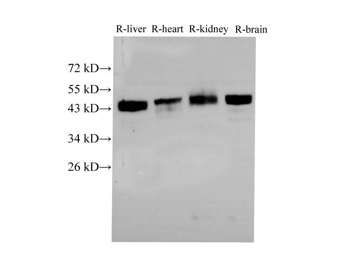 BSG Polyclonal Antibody Host Rabbit