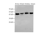 BSG Polyclonal Antibody Host Rabbit