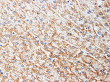 ADIPOQ Polyclonal Antibody Host Rabbit