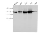 HSPA1A Polyclonal Antibody Host Rabbit