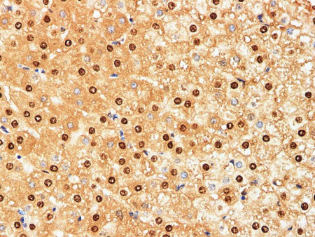 HSPA1A Polyclonal Antibody Host Rabbit