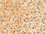 HSPA1A Polyclonal Antibody Host Rabbit