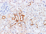 HSPA1A Polyclonal Antibody Host Rabbit