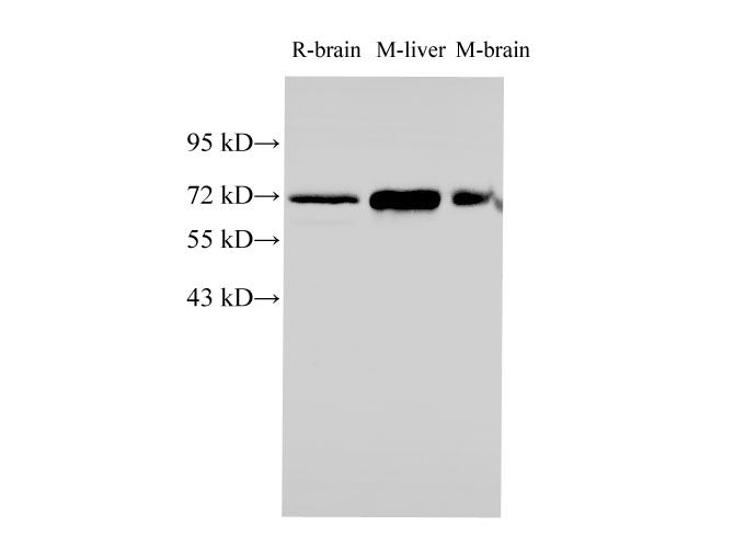 HSPA1A Polyclonal Antibody Host Rabbit