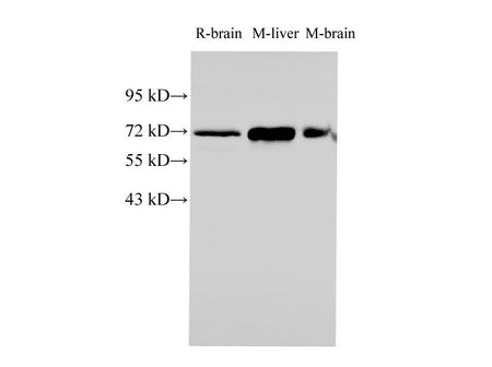 HSPA1A Polyclonal Antibody Host Rabbit