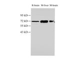 HSPA1A Polyclonal Antibody Host Rabbit
