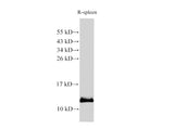 S100A9 Polyclonal Antibody Reactivity Mouse