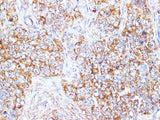 BBC3 Polyclonal Antibody Host Rabbit