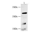 BBC3 Polyclonal Antibody Host Rabbit
