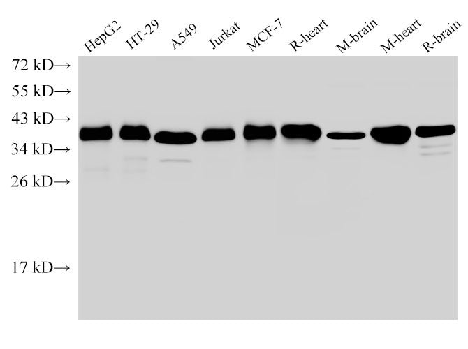 GAPDH Polyclonal Antibody Reactivity Human