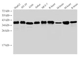 GAPDH Polyclonal Antibody Reactivity Human