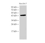 beta actin Polyclonal Antibody Host Rabbit