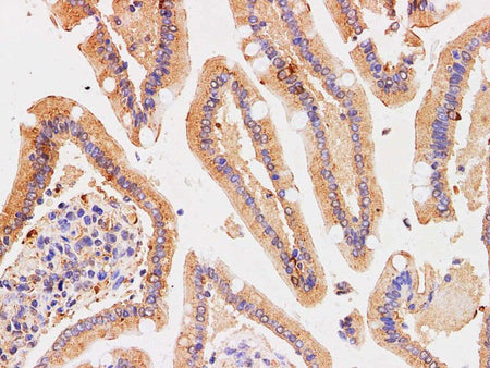 Chromogranin A Polyclonal Antibody Host Rabbit
