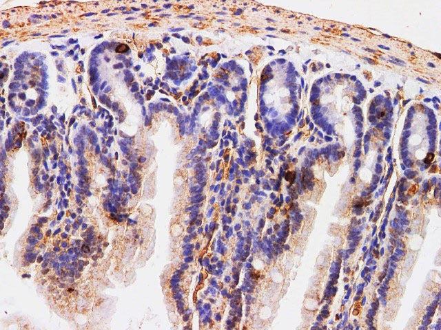 Chromogranin A Polyclonal Antibody Host Rabbit