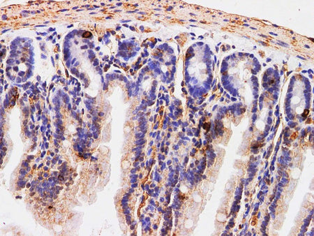 Chromogranin A Polyclonal Antibody Host Rabbit