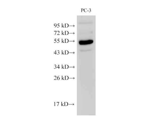 Chromogranin A Polyclonal Antibody Host Rabbit